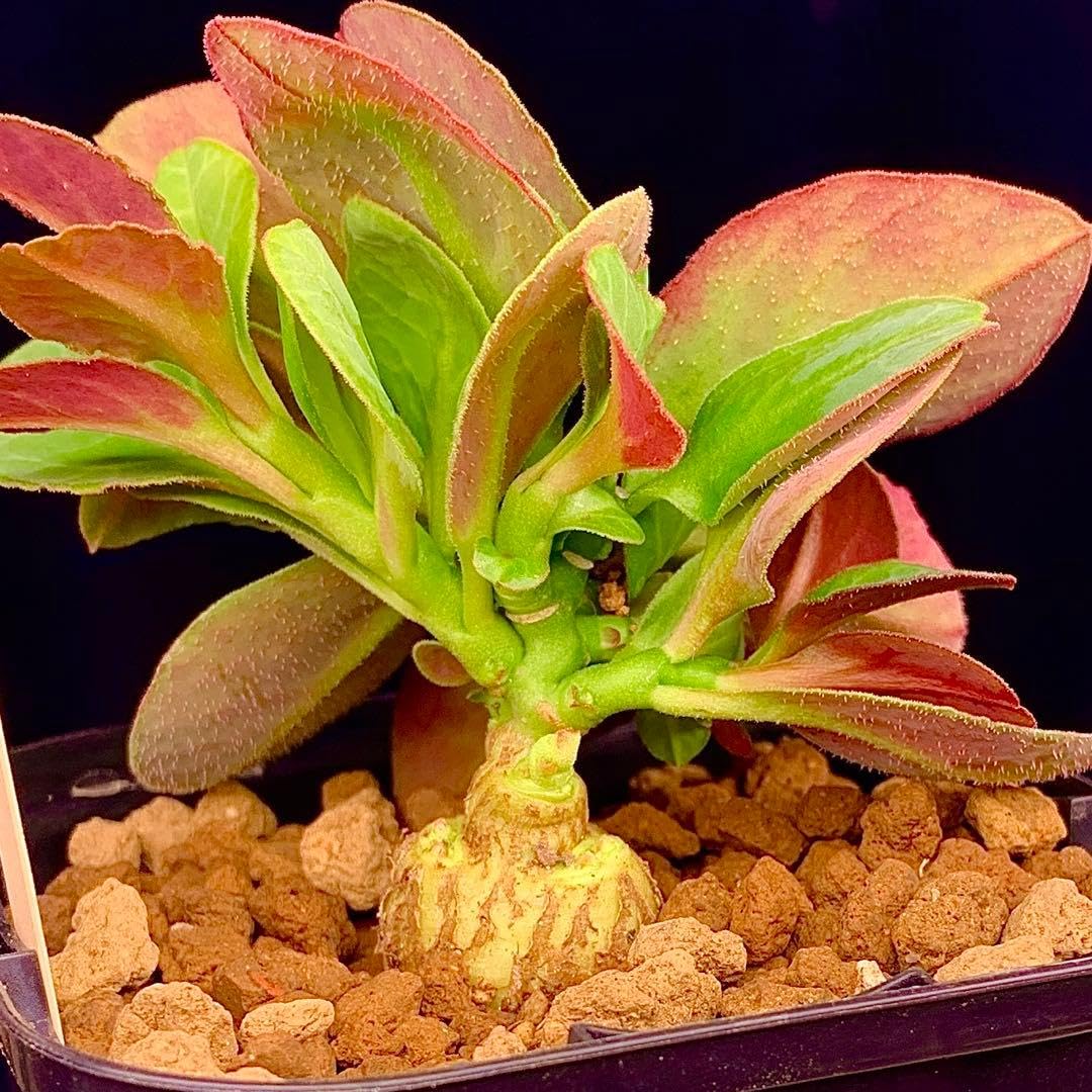 レア実生！　マフィンゲンシス　ユーフォルビア　モナデニウム　多肉植物　写真1-4 Amazon｜レア栽培株 マフィンゲンシス ユーフォルビ モナデニウム 多肉